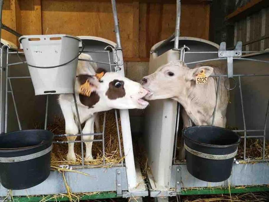 Willa Gite Ferme Cidricole Et Laitiere Magny-le-Desert Zewnętrze zdjęcie