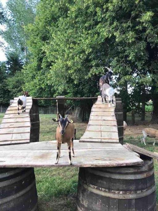 Willa Gite Ferme Cidricole Et Laitiere Magny-le-Desert Zewnętrze zdjęcie