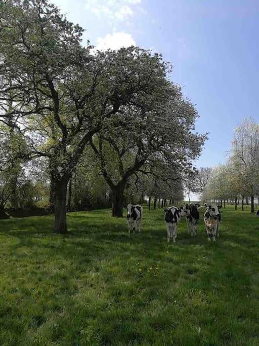 Willa Gite Ferme Cidricole Et Laitiere Magny-le-Desert Zewnętrze zdjęcie