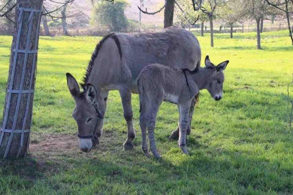 Willa Gite Ferme Cidricole Et Laitiere Magny-le-Desert Zewnętrze zdjęcie